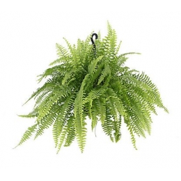 Samambaia Natural Em Cachepô Plástico Simples